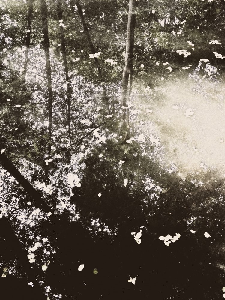 La luce del sole nella foresta eterea da Angelo Cerantola