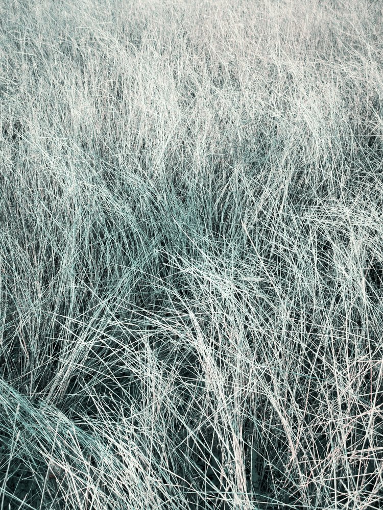 Erba d