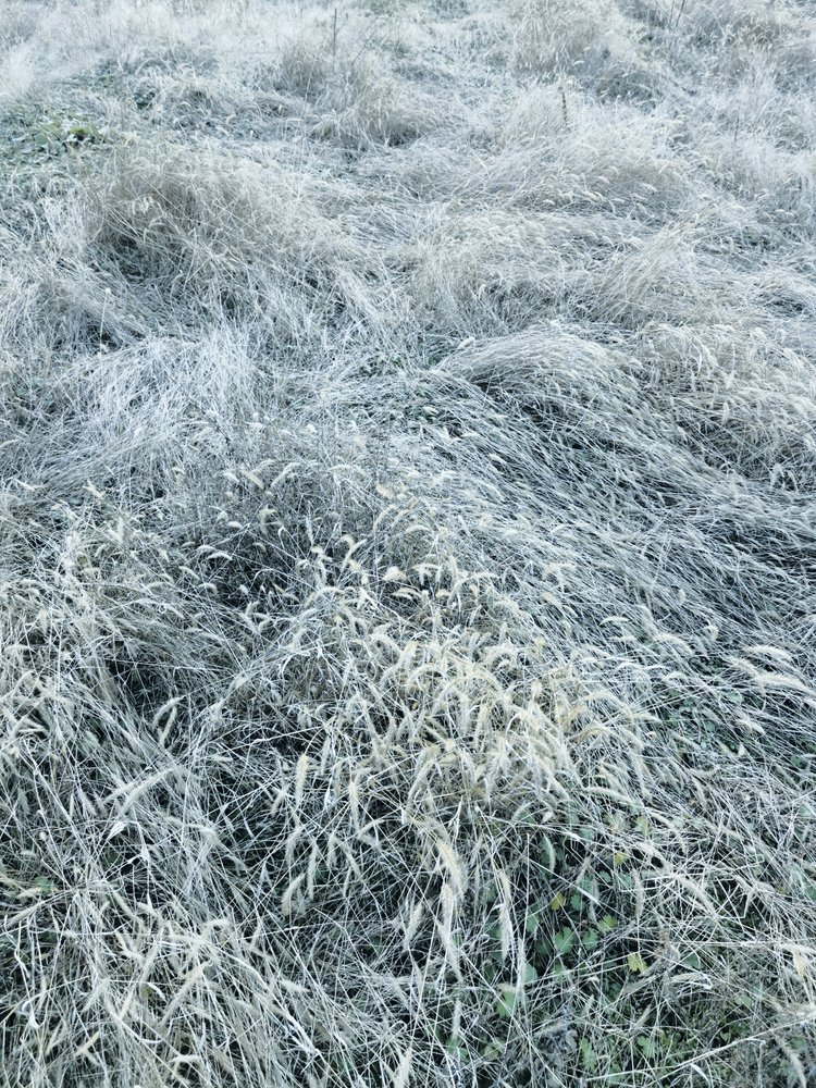 Erba invernale ricoperta di brina da Angelo Cerantola