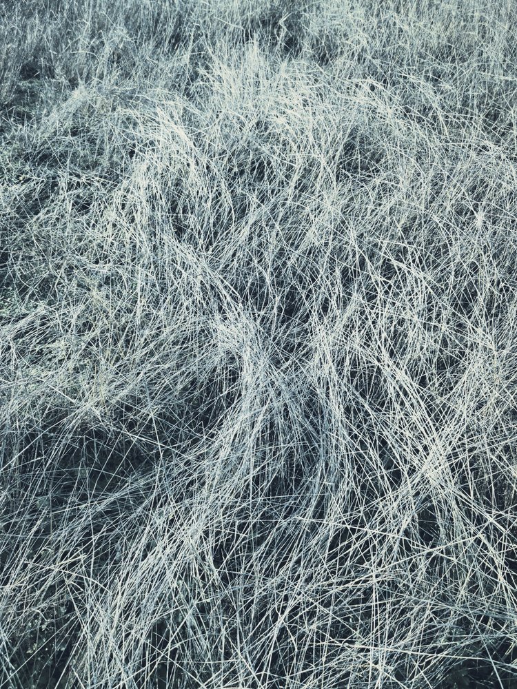 Erba gelata d