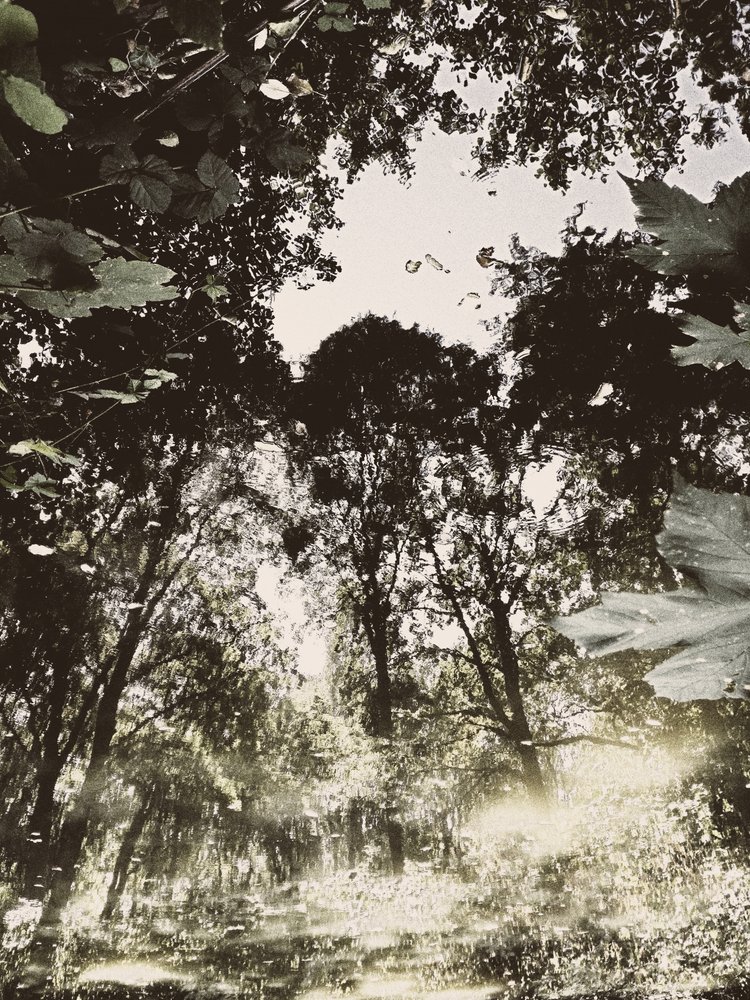 Riflesso nella foresta tranquilla da Angelo Cerantola
