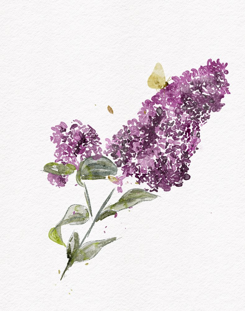 Farfalla lilla viola da Ankie Kooi