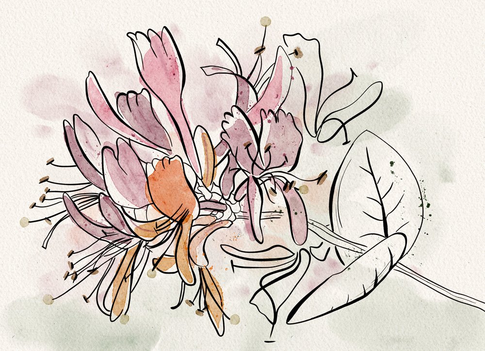 Delicati fiori di caprifoglio da Ankie Kooi
