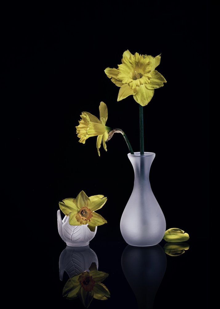 Graziosi narcisi gialli da Anna Qu