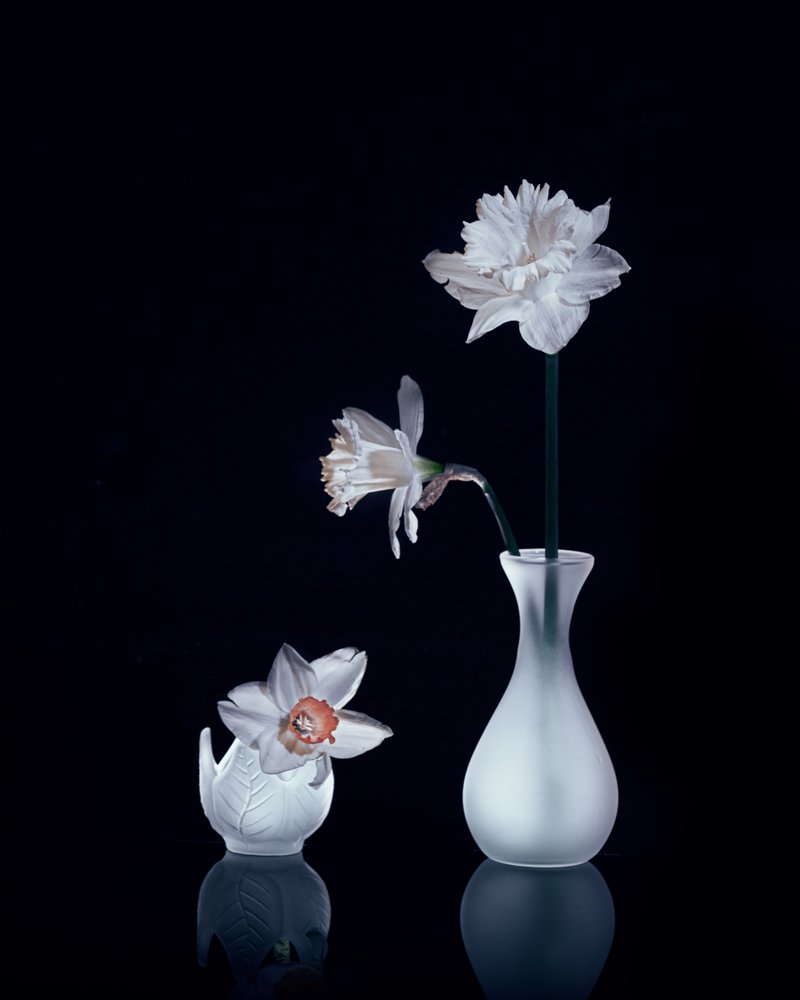 Natura morta con narcisi bianchi da Anna Qu