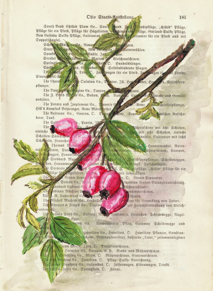 Ramo con bacche di rosa canina – Acquerello – Studio naturalistico da Annick