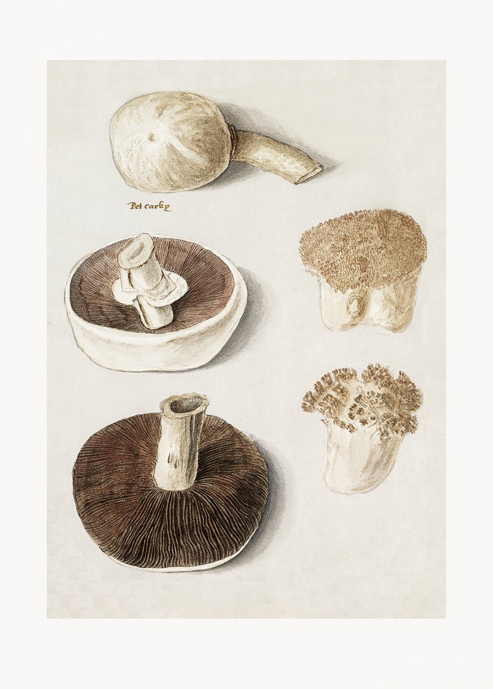 Fungo dei prati, Agaricus campestris in posizione eretta da Anselmus Boëtius de Boodt