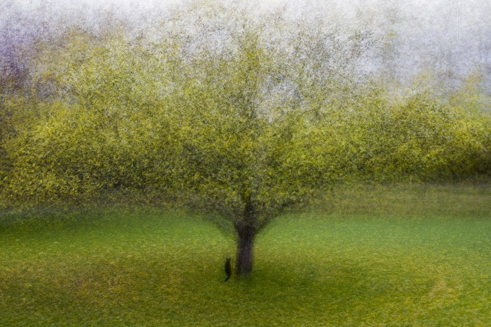 Albero verde da sogno da Arne Östlund