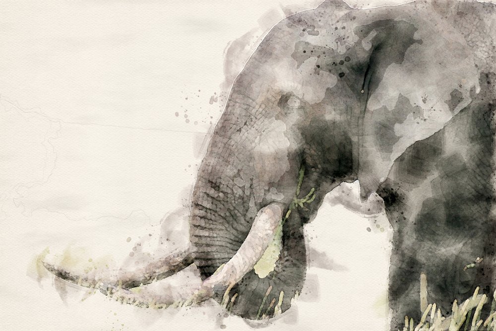 Acquerello "Elefante sereno" da Arno Du Toit