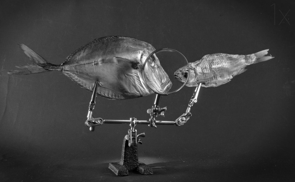 Curioso studio di pesci da Brig Barkow