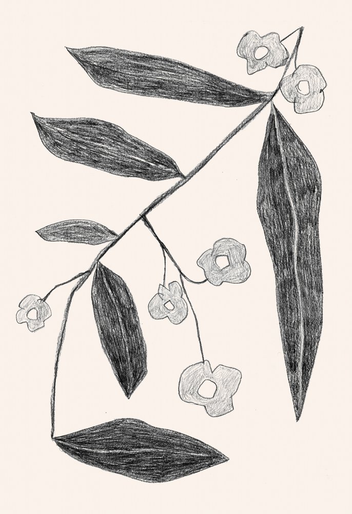 Disegno botanico di un ramo da Catalina Somolinos