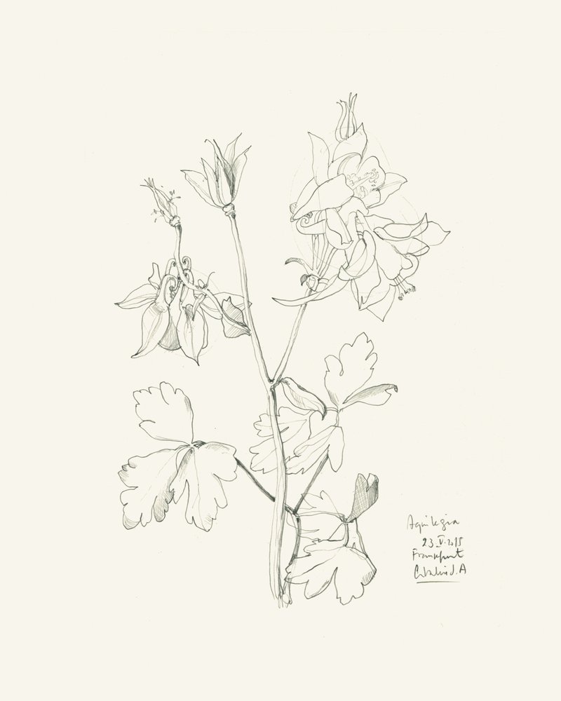 Disegno botanico dell