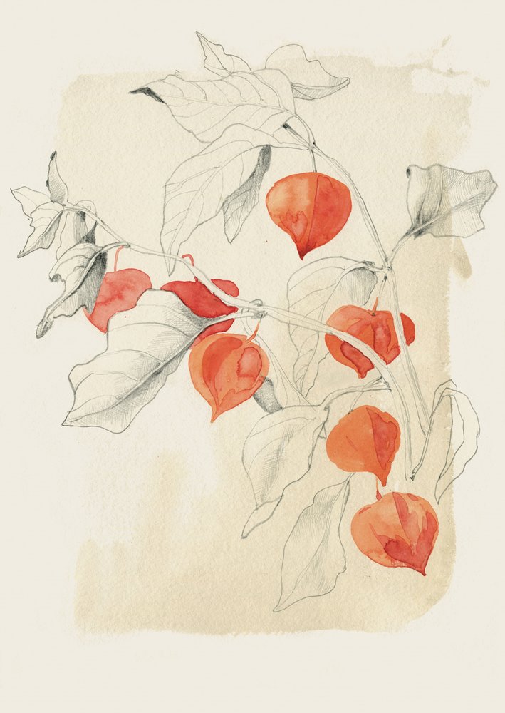 Schizzo di una lanterna cinese da Catalina Somolinos