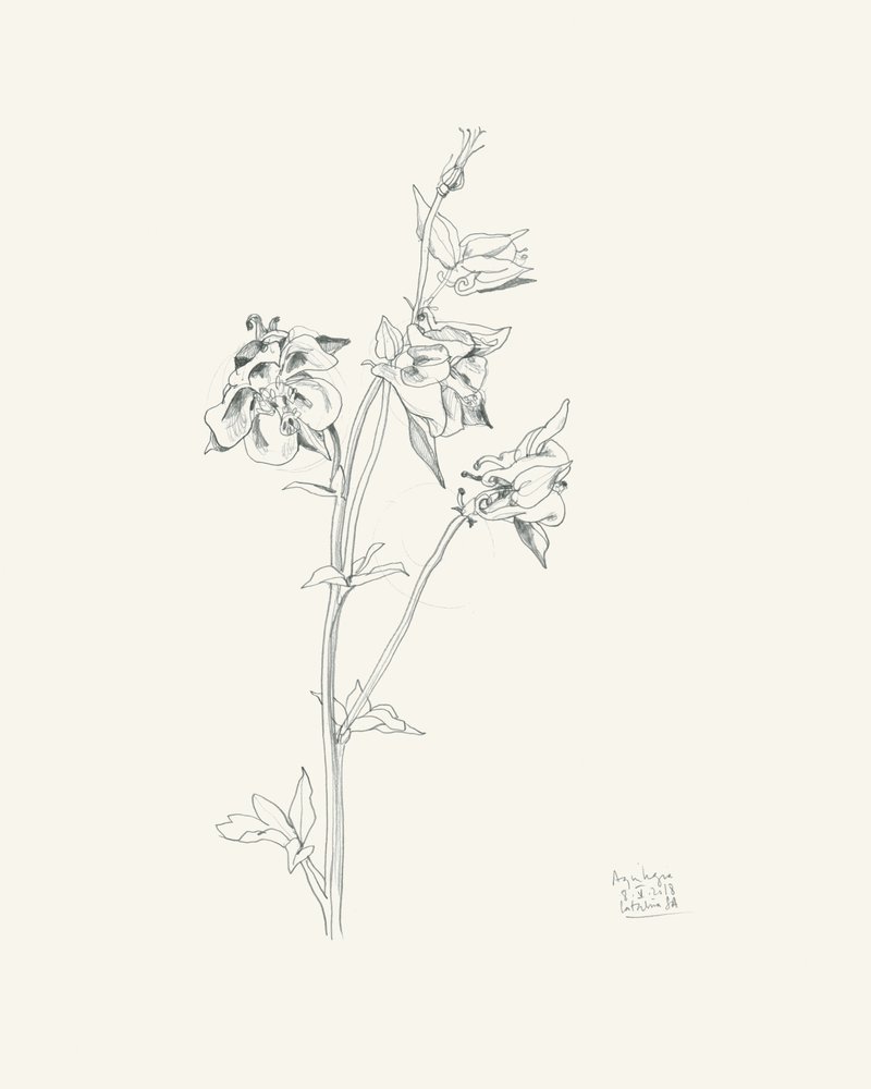Schizzo di un fiore di aquilegia da Catalina Somolinos