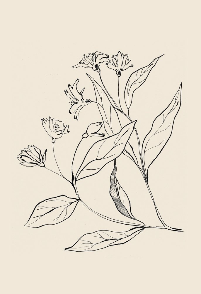 Delicato disegno botanico da Catalina Somolinos