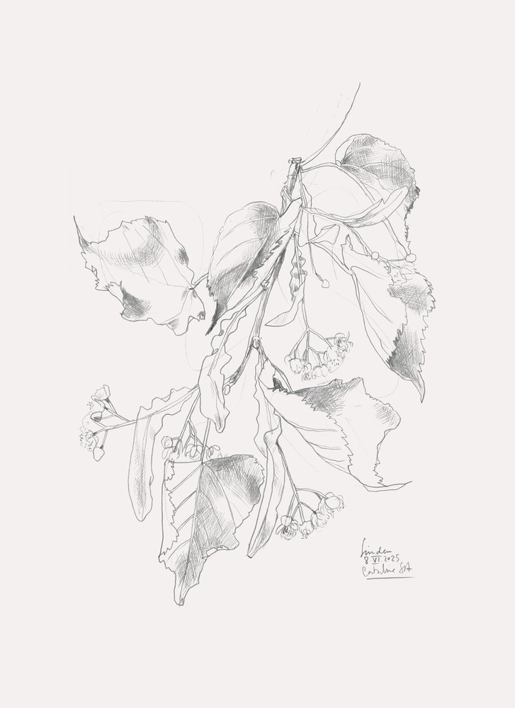 Delicato schizzo di tiglio da Catalina Somolinos