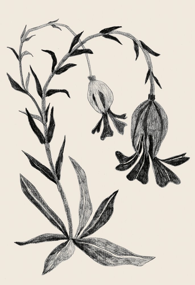 Elegante fioritura botanica da Catalina Somolinos