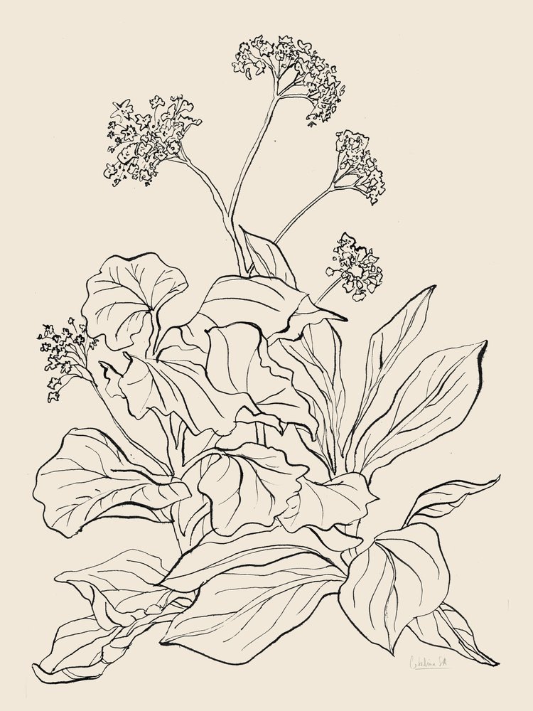 Elegante disegno botanico da Catalina Somolinos