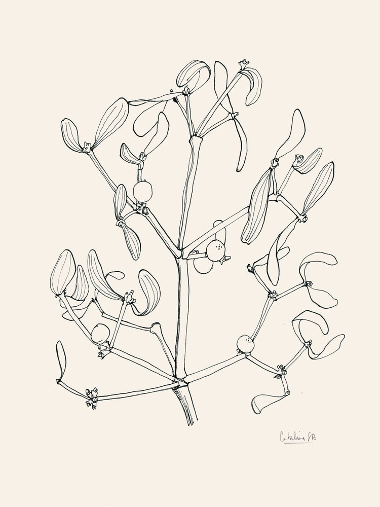 Disegni al tratto del vischio natalizio da Catalina Somolinos