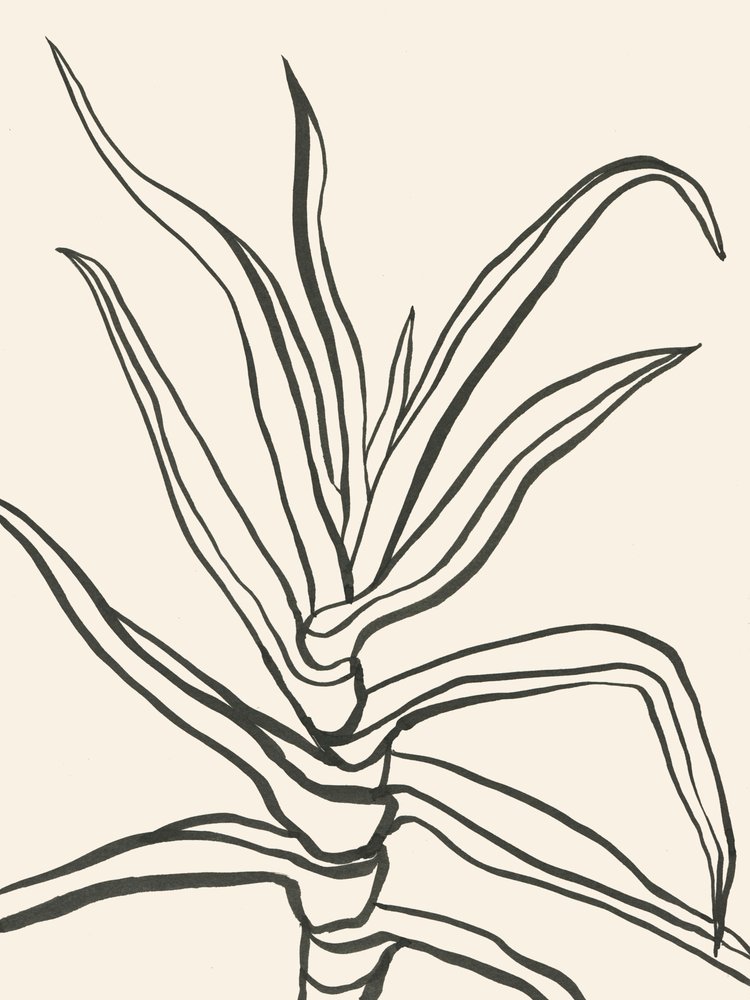 Schema minimalista delle piante da Catalina Somolinos