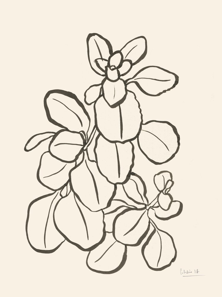 Disegno di foglie biologiche da Catalina Somolinos