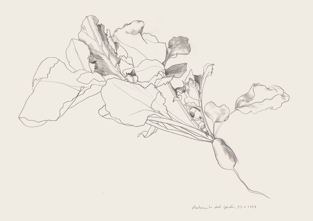 Disegno botanico del ravanello da Catalina Somolinos