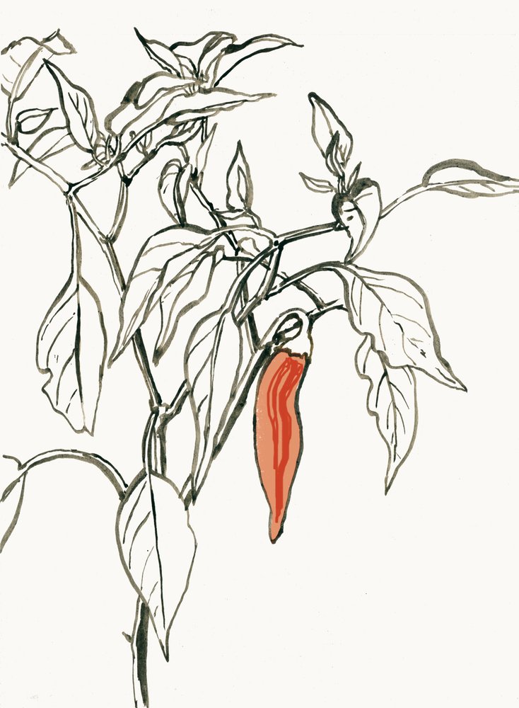 Disegno vivace di un peperoncino da Catalina Somolinos