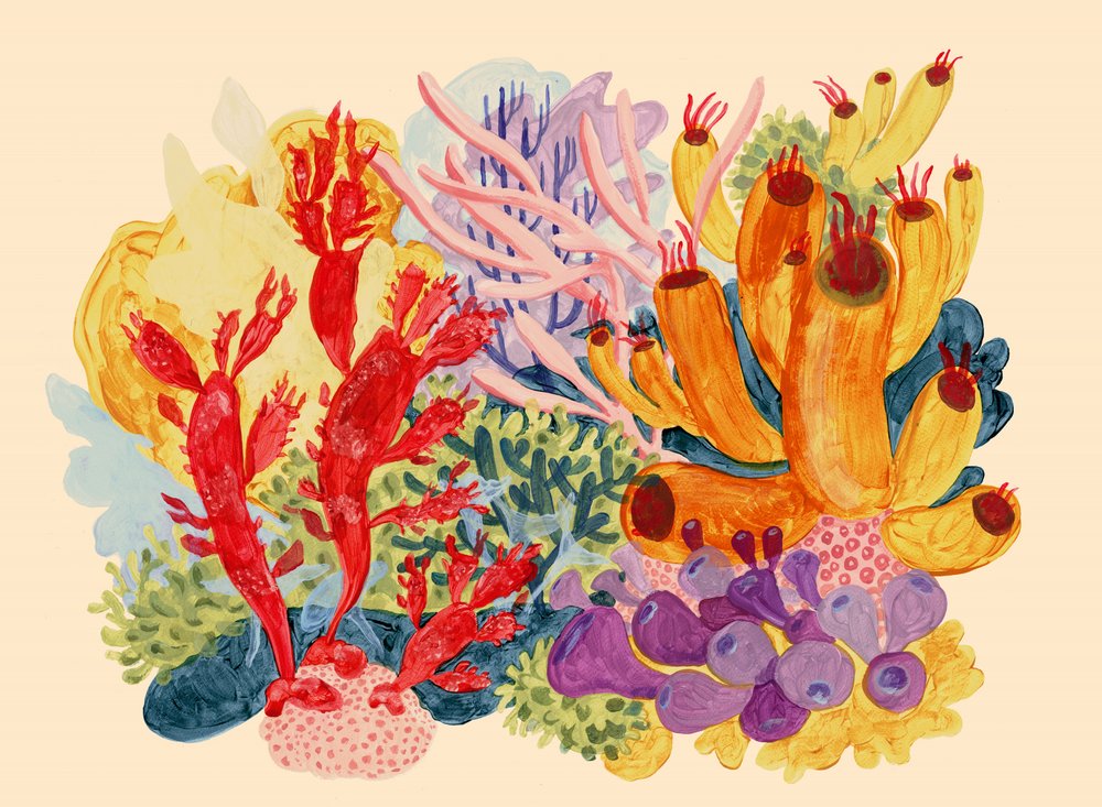 Bariera corallina dai colori vivaci da Catalina Somolinos
