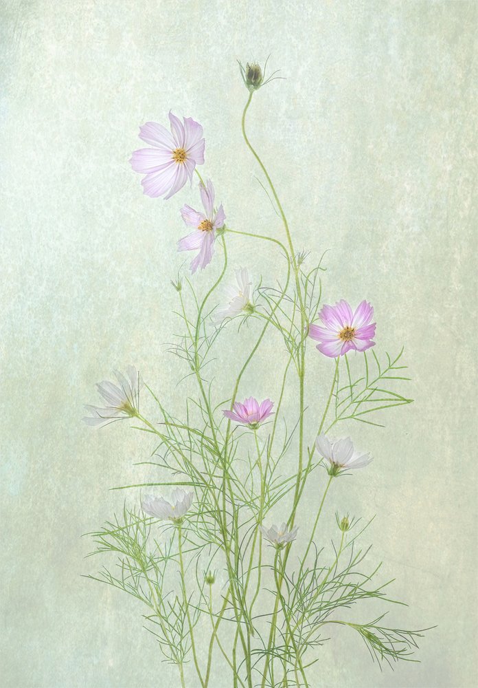 Delicati fiori di cosmo da Catherine Wang