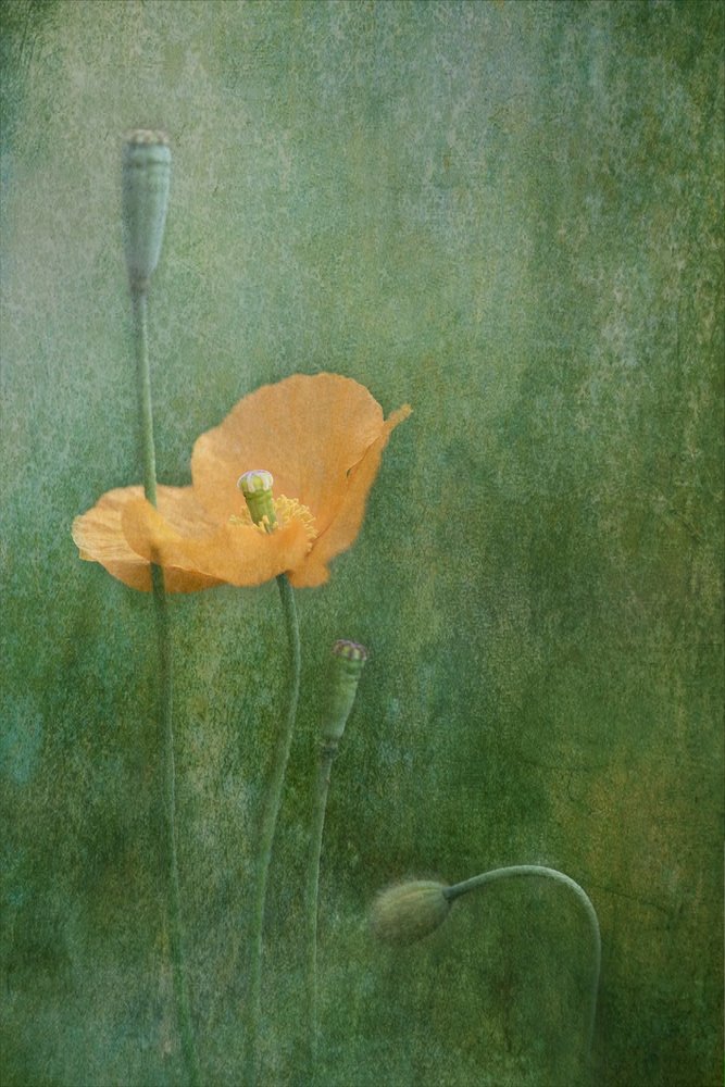 Papaveri arancioni da sogno da Catherine Wang