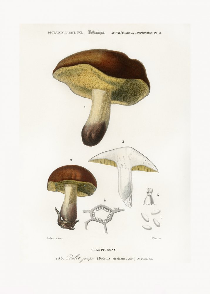 Fungo (Boletus circinans) da Charles Dessalines D
