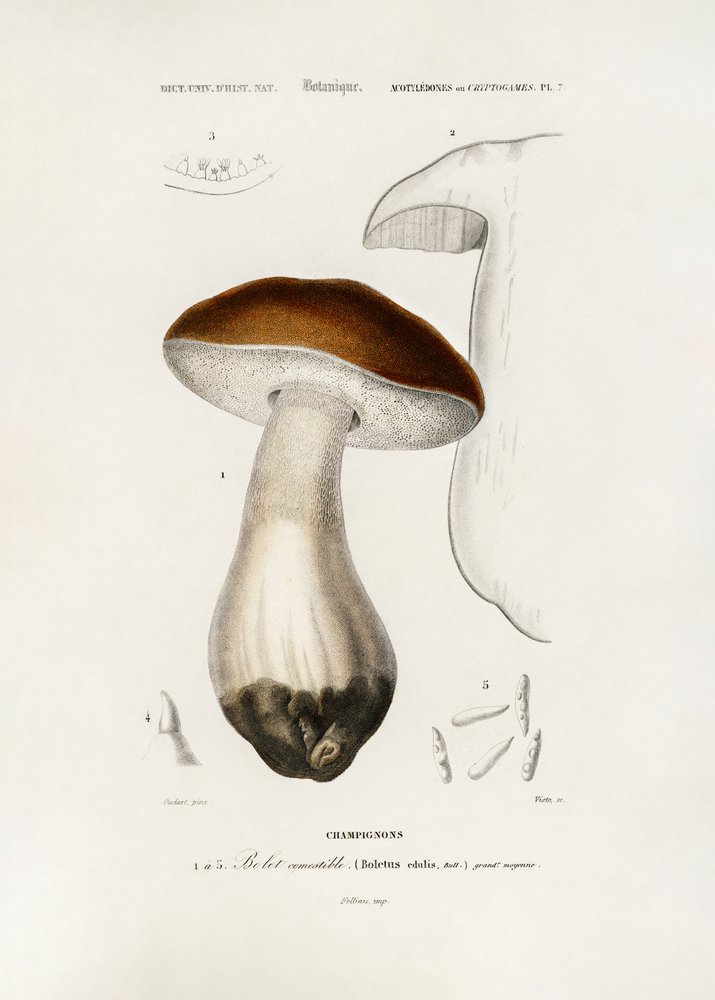 Fungo porcino (Boletus edulis) da Charles Dessalines D