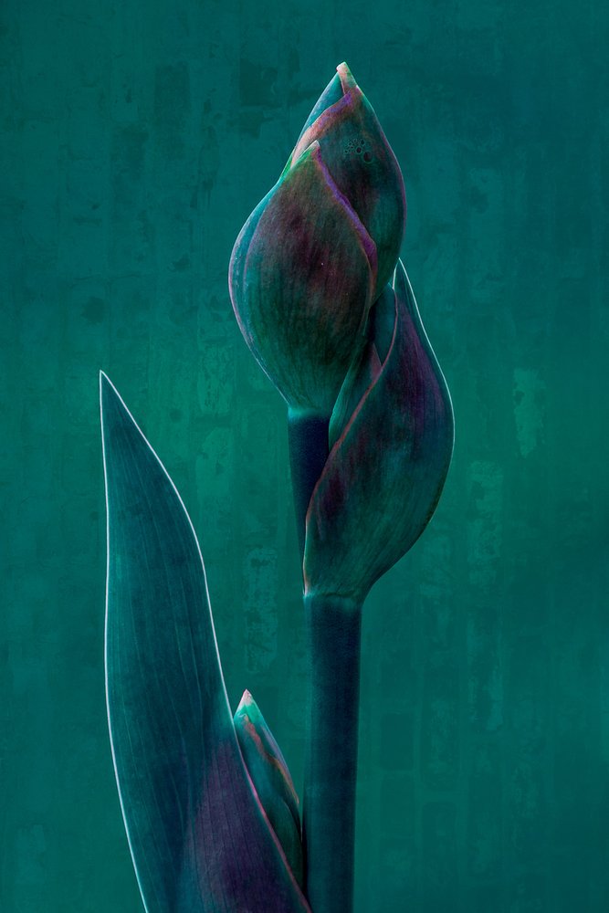 Moody Botanical Bloom da Chris Hamilton
