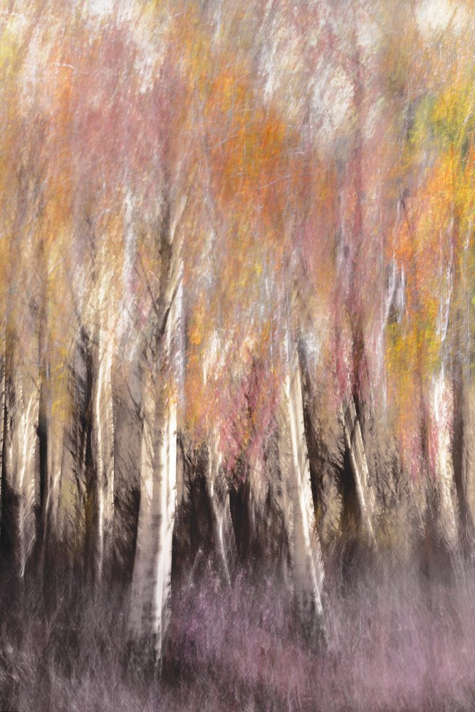Astratto di betulla autunnale da Christina Sillen