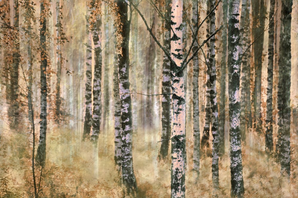 Foresta di betulle in autunno da Christina Sillen