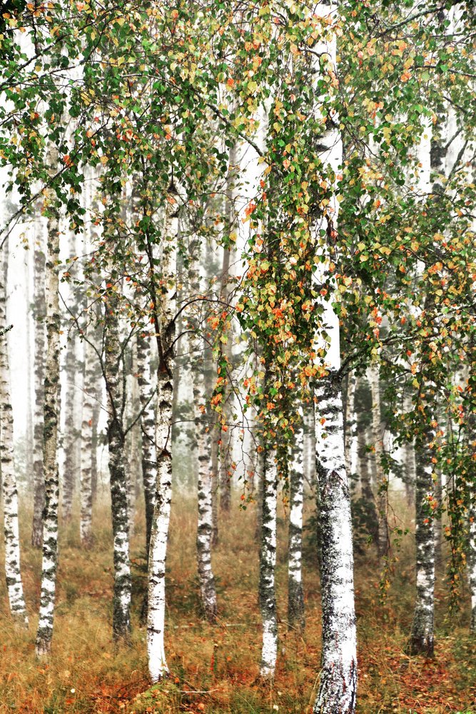 Foresta di betulle in autunno da Christina Sillen