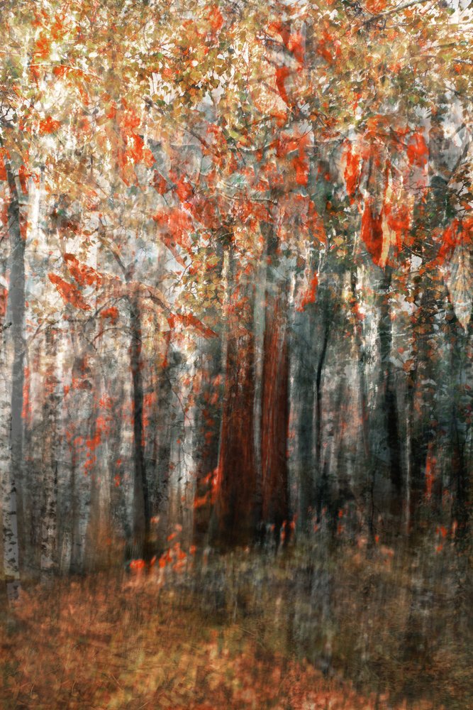 Il bagliore della foresta autunnale da Christina Sillen