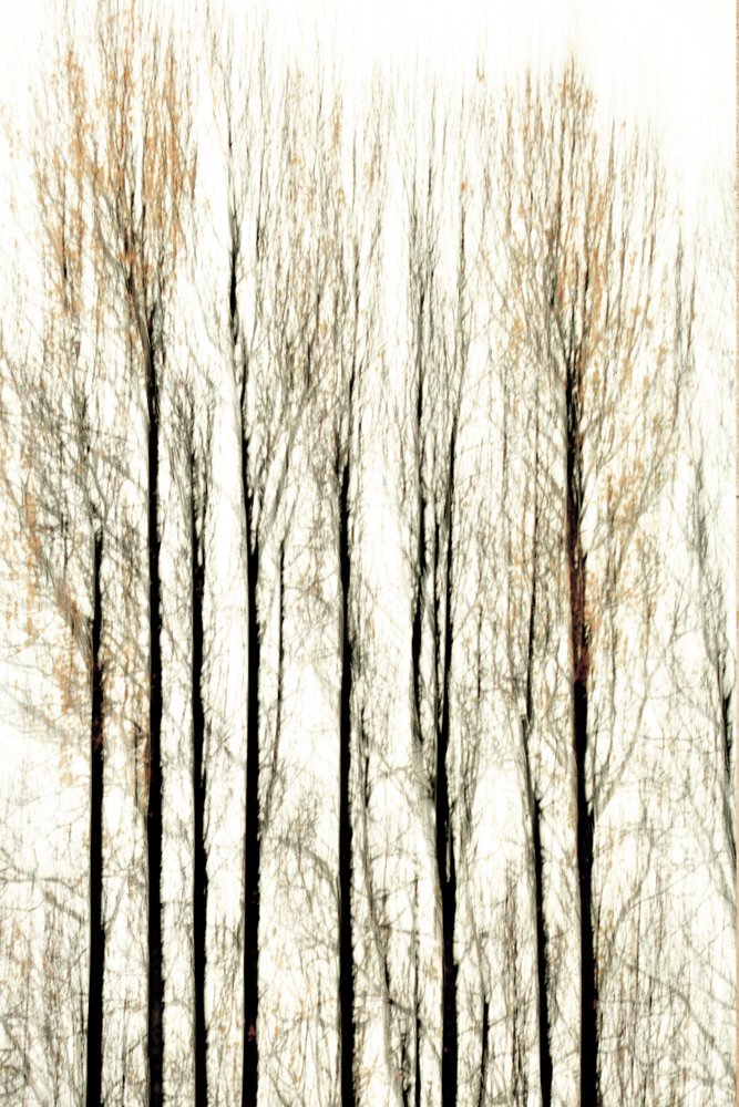 Linee sfocate della foresta da Christina Sillen