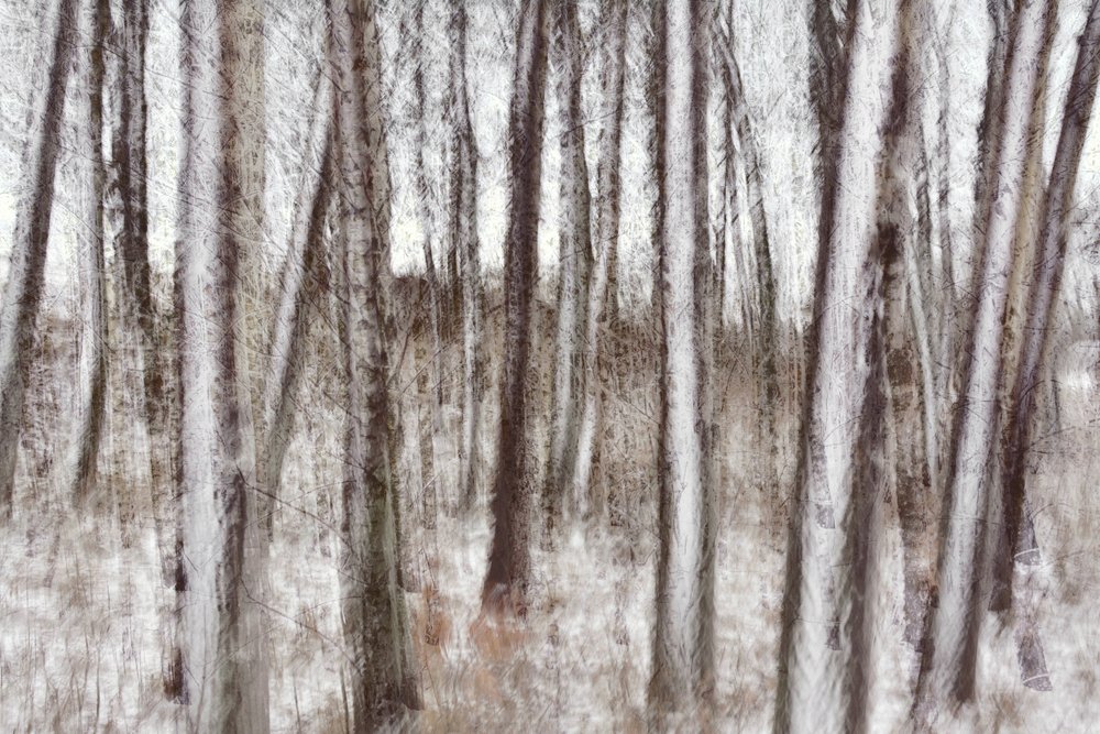 Alberi invernali sfocati da Christina Sillen