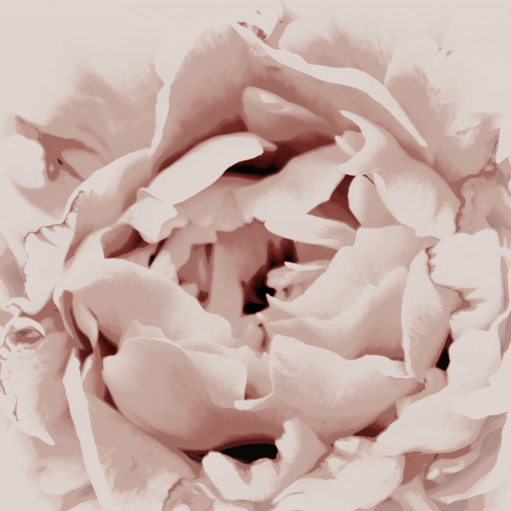 Peonia rosa cipria da Christina Sillen