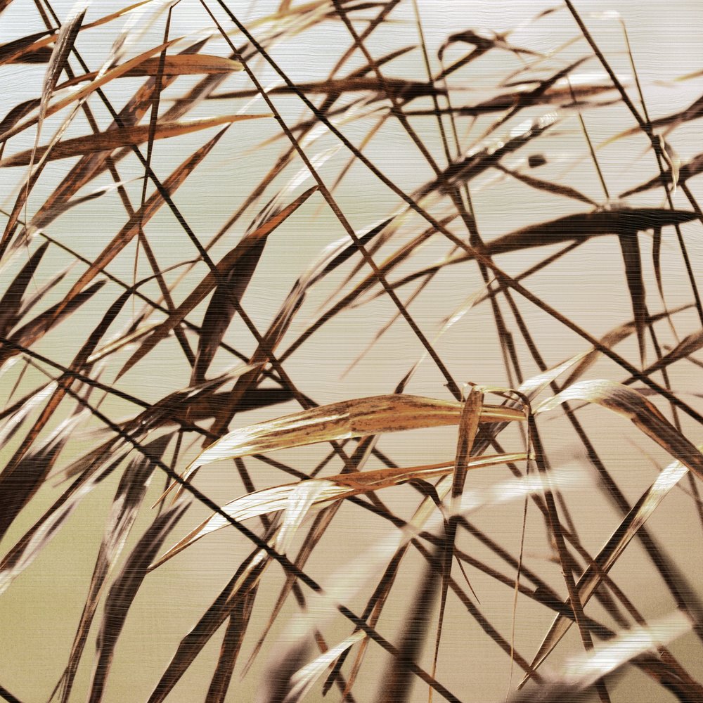 Ance secche delicate da Christina Sillen