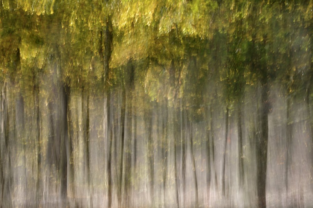 Una foresta autunnale da sogno da Christina Sillen
