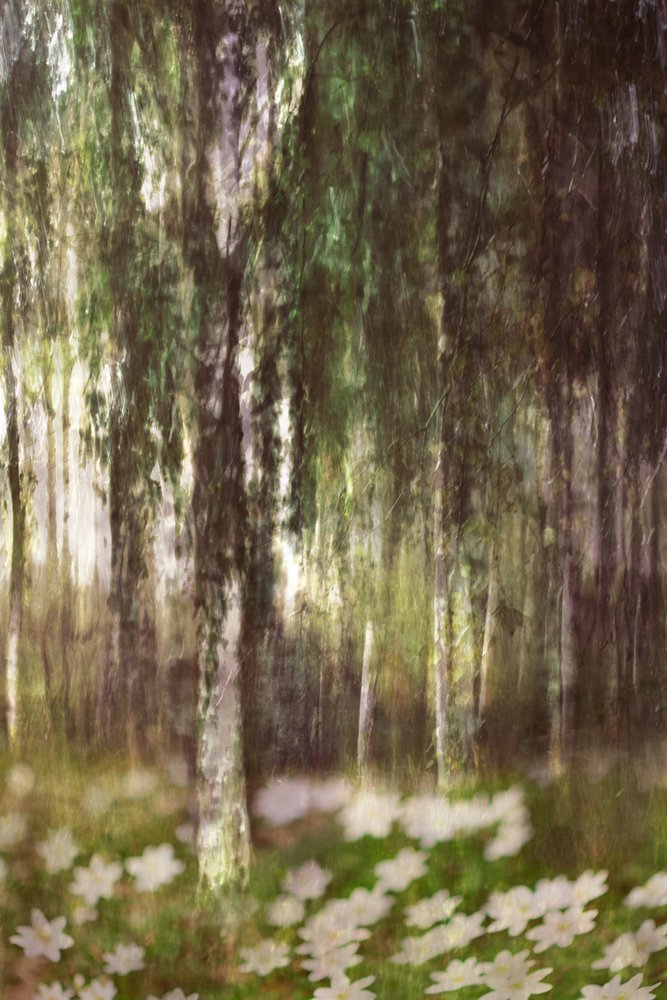 Una foresta di betulle da sogno da Christina Sillen