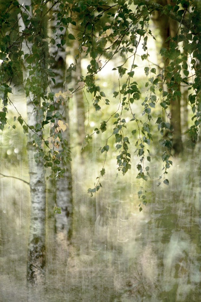 Una foresta di betulle da sogno da Christina Sillen