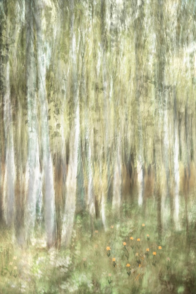 Boschi di betulle da sogno da Christina Sillen