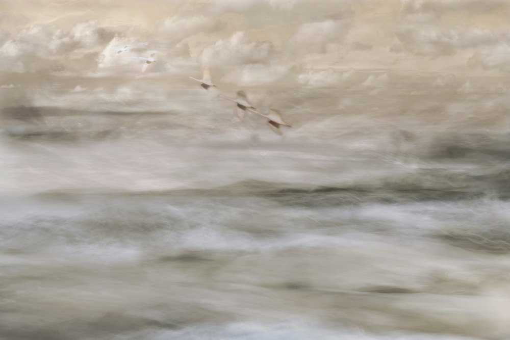 Uccelli da sogno sull’acqua da Christina Sillen