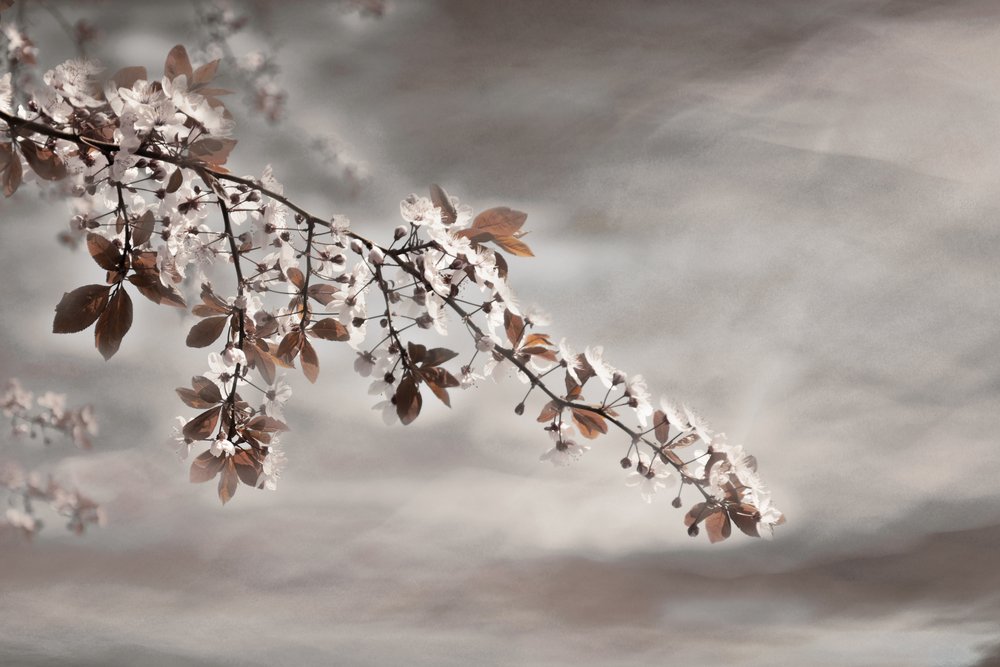 Ramo in fiore da sogno da Christina Sillen