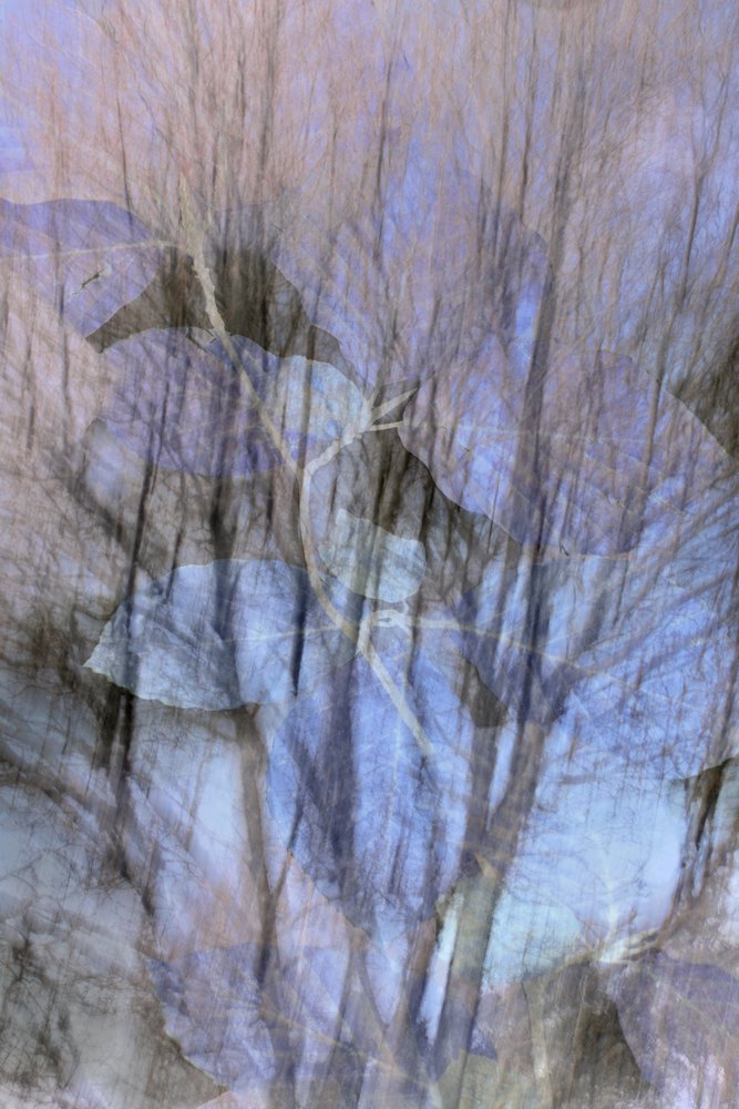 Foresta blu da sogno da Christina Sillen