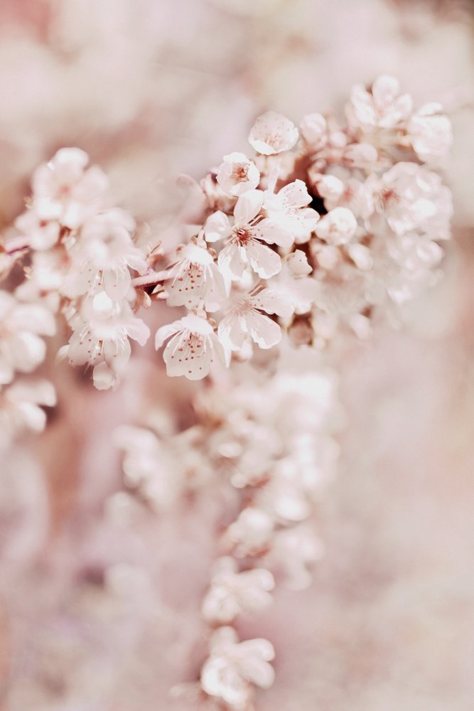 Fiori di ciliegio da sogno da Christina Sillen