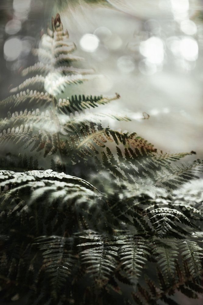 Felci della foresta incantata da Christina Sillen